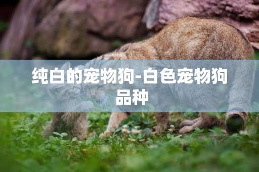 純白的寵物狗-白色寵物狗 品種