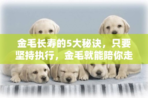 金毛長壽的5大秘訣，只要堅持執行，金毛就能陪你走更遠的路！ 