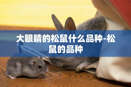大眼睛的松鼠什么品種-松鼠的品種