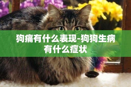 狗痛有什么表現-狗狗生病有什么癥狀