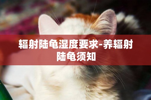 輻射陸龜濕度要求-養輻射陸龜須知