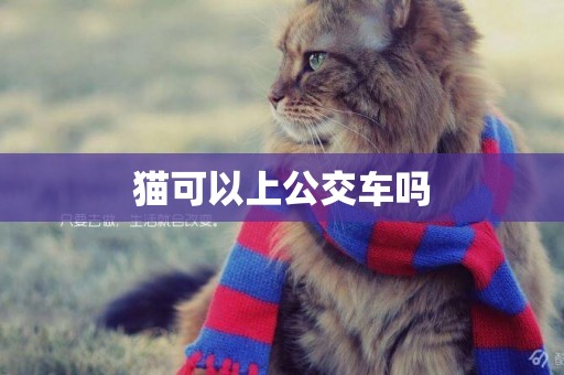 貓可以上公交車嗎
