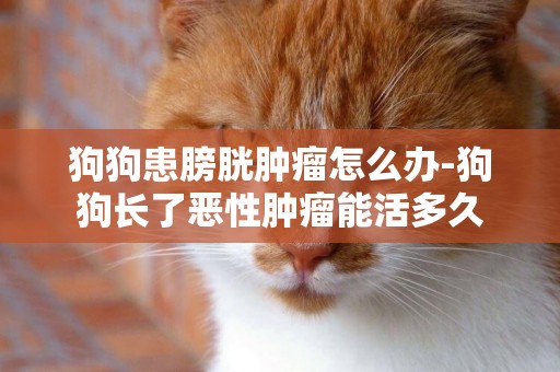 狗狗患膀胱腫瘤怎么辦-狗狗長了惡性腫瘤能活多久