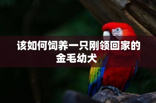 該如何飼養一只剛領回家的金毛幼犬 