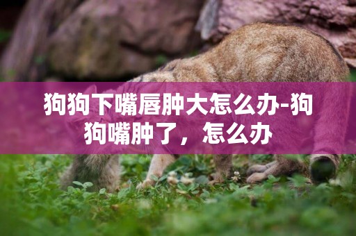 狗狗下嘴唇腫大怎么辦-狗狗嘴腫了，怎么辦
