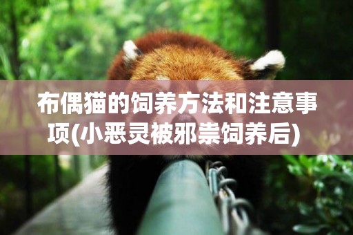 布偶貓的飼養方法和注意事項(小惡靈被邪祟飼養后) 