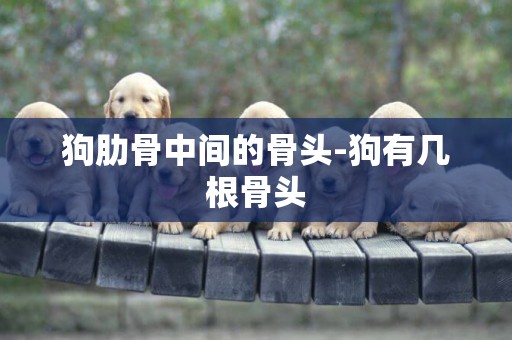 狗肋骨中間的骨頭-狗有幾根骨頭