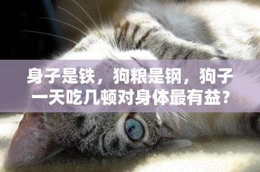 身子是鐵，狗糧是鋼，狗子一天吃幾頓對身體最有益？ 