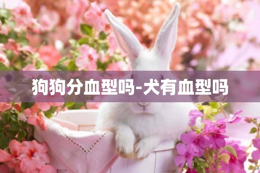 狗狗分血型嗎-犬有血型嗎