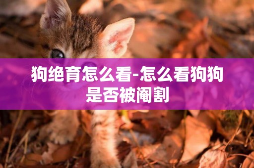 狗絕育怎么看-怎么看狗狗是否被閹割