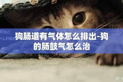 狗腸道有氣體怎么排出-狗的腸鼓氣怎么治