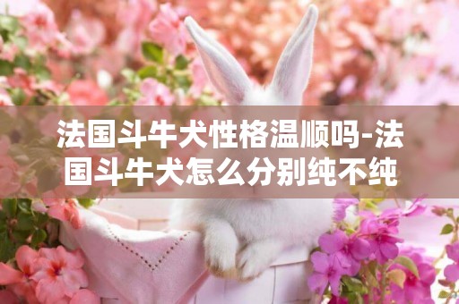 法國斗牛犬性格溫順嗎-法國斗牛犬怎么分別純不純