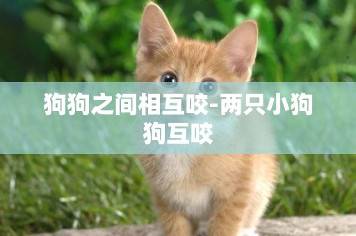 狗狗之間相互咬-兩只小狗狗互咬