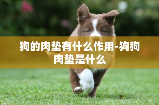 狗的肉墊有什么作用-狗狗肉墊是什么