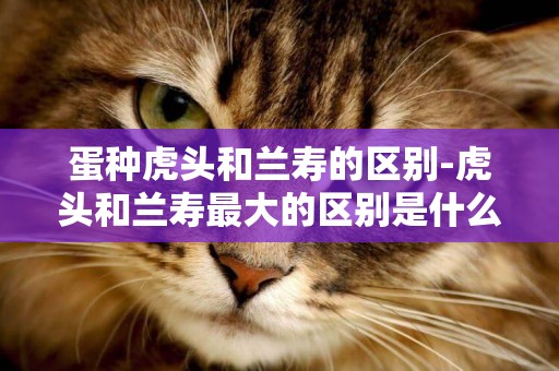 蛋種虎頭和蘭壽的區別-虎頭和蘭壽最大的區別是什么