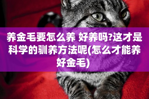 養金毛要怎么養 好養嗎?這才是科學的馴養方法呢(怎么才能養好金毛) 