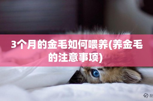 3個月的金毛如何喂養(養金毛的注意事項) 