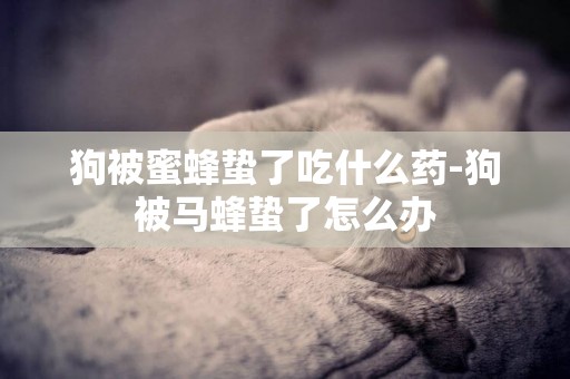 狗被蜜蜂蟄了吃什么藥-狗被馬蜂蟄了怎么辦
