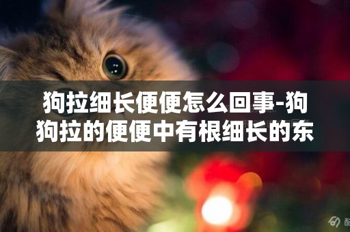 狗拉細長便便怎么回事-狗狗拉的便便中有根細長的東西