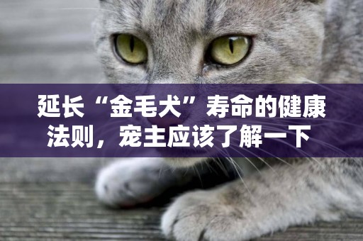 延長“金毛犬”壽命的健康法則，寵主應該了解一下 