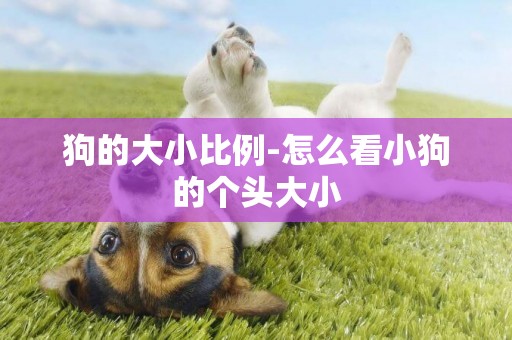 狗的大小比例-怎么看小狗的個頭大小