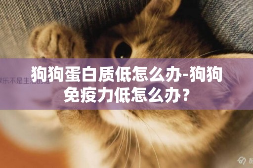 狗狗蛋白質低怎么辦-狗狗免疫力低怎么辦？