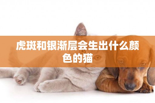 虎斑和銀漸層會生出什么顏色的貓