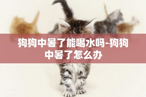 狗狗中暑了能喝水嗎-狗狗中暑了怎么辦