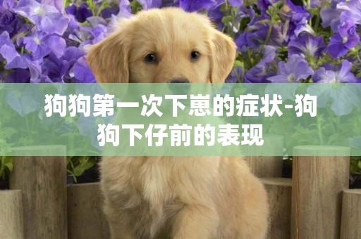 狗狗第一次下崽的癥狀-狗狗下仔前的表現