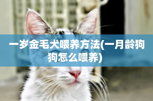 一歲金毛犬喂養方法(一月齡狗狗怎么喂養) 