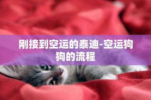 剛接到空運的泰迪-空運狗狗的流程