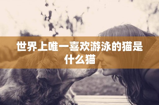 世界上唯一喜歡游泳的貓是什么貓