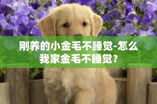 剛養的小金毛不睡覺-怎么我家金毛不睡覺？