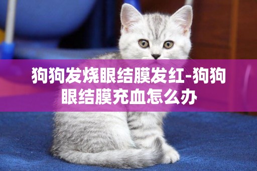 狗狗發燒眼結膜發紅-狗狗眼結膜充血怎么辦