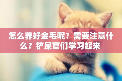 怎么養好金毛呢？需要注意什么？鏟屎官們學習起來 