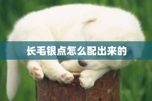 長毛銀點怎么配出來的