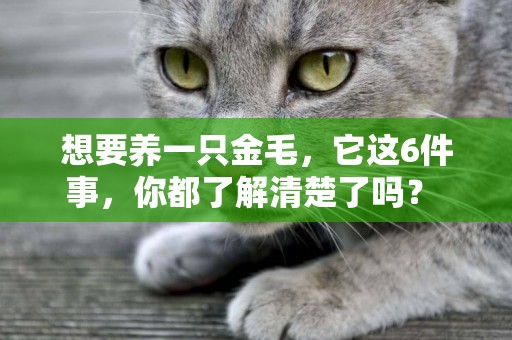 想要養一只金毛，它這6件事，你都了解清楚了嗎？ 
