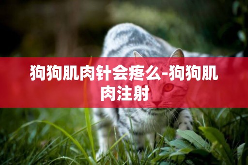 狗狗肌肉針會疼么-狗狗肌肉注射