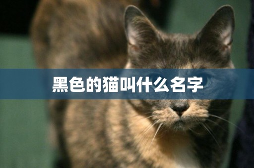 黑色的貓叫什么名字
