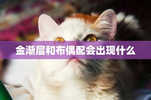 金漸層和布偶配會出現什么