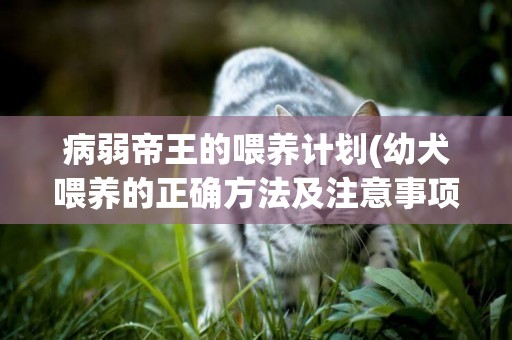病弱帝王的喂養計劃(幼犬喂養的正確方法及注意事項) 