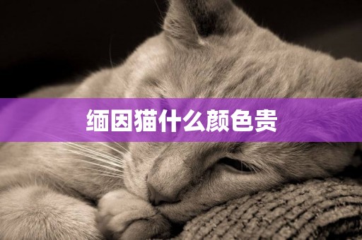 緬因貓什么顏色貴