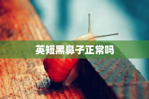 英短黑鼻子正常嗎
