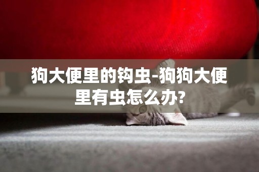 狗大便里的鉤蟲-狗狗大便里有蟲怎么辦?