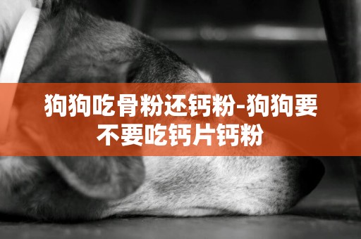 狗狗吃骨粉還鈣粉-狗狗要不要吃鈣片鈣粉