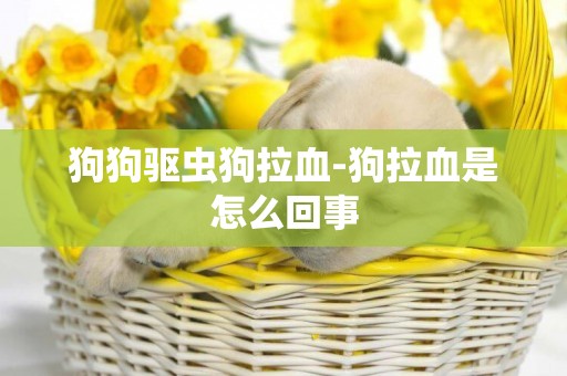 狗狗驅蟲狗拉血-狗拉血是怎么回事