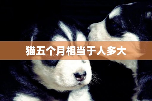 貓五個月相當于人多大