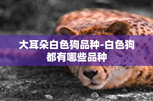 大耳朵白色狗品種-白色狗都有哪些品種