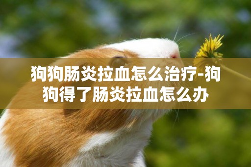 狗狗腸炎拉血怎么治療-狗狗得了腸炎拉血怎么辦