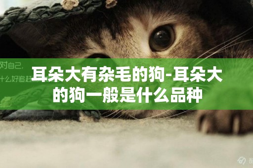耳朵大有雜毛的狗-耳朵大的狗一般是什么品種